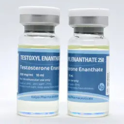 Testoxyl Enanthate 250 - Testosterone Enanthate - Kalpa Pharmaceuticals LTD, India